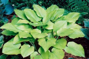 Ivory Tower, Hosta 